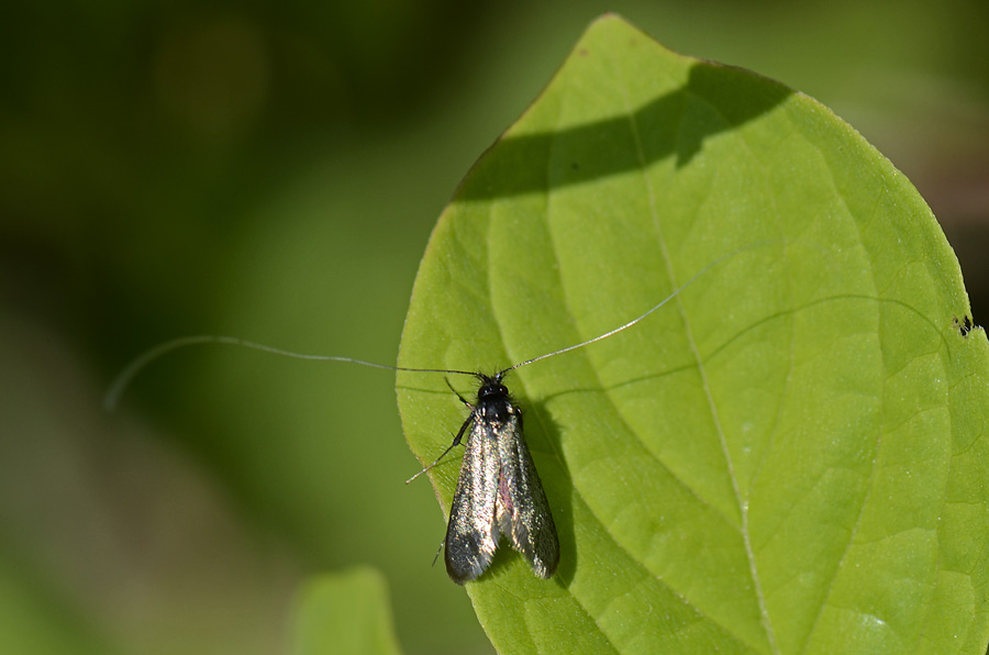 Microlepidottero da id.